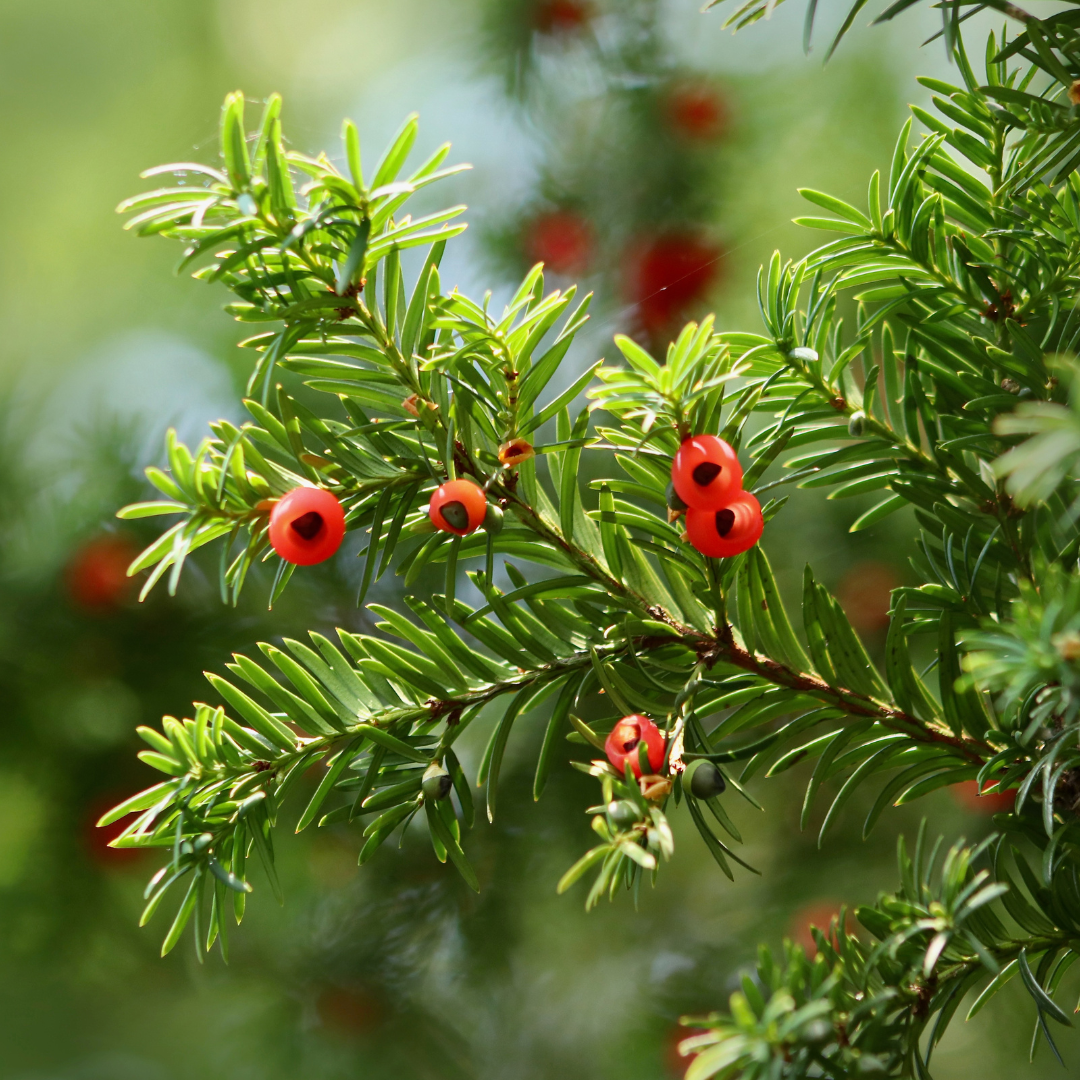 Pyramidal Taxus If du Japon pyramidal - Taxus cuspidata 'Capitata' – Enracinés