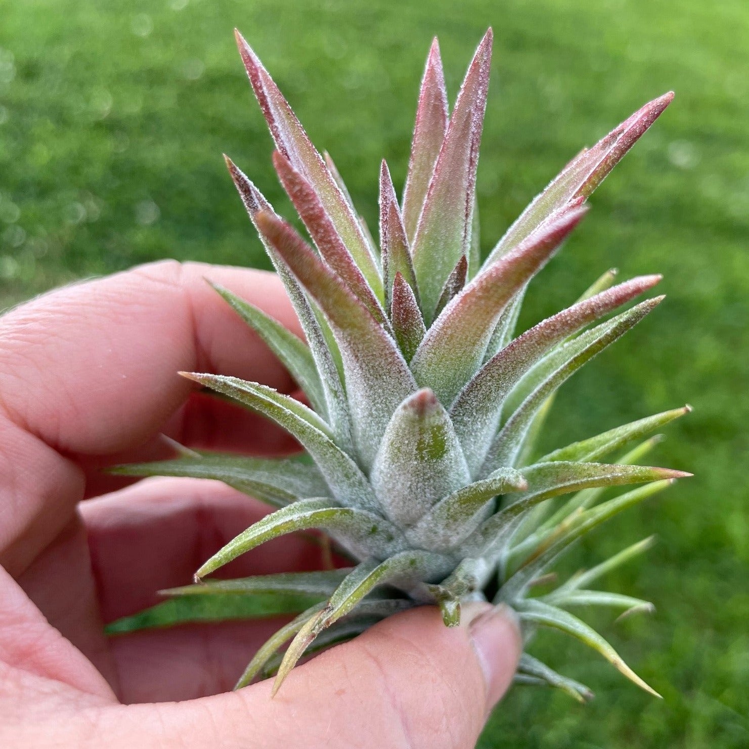 Tillandsia - Tillandsia ionantha Vanhinningii – Enracinés