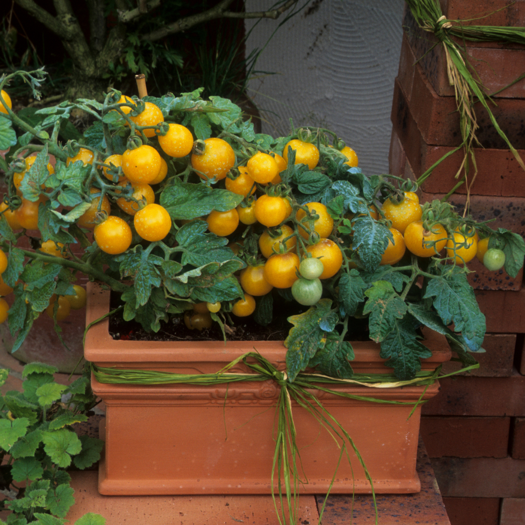 Tomate cerise jaune patio 'Sweet and eat' (plant BIO)