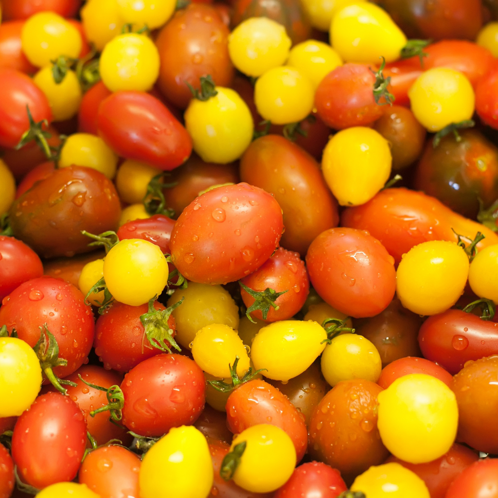 Tomate cerise Surprise 'Mix' (plant BIO)
