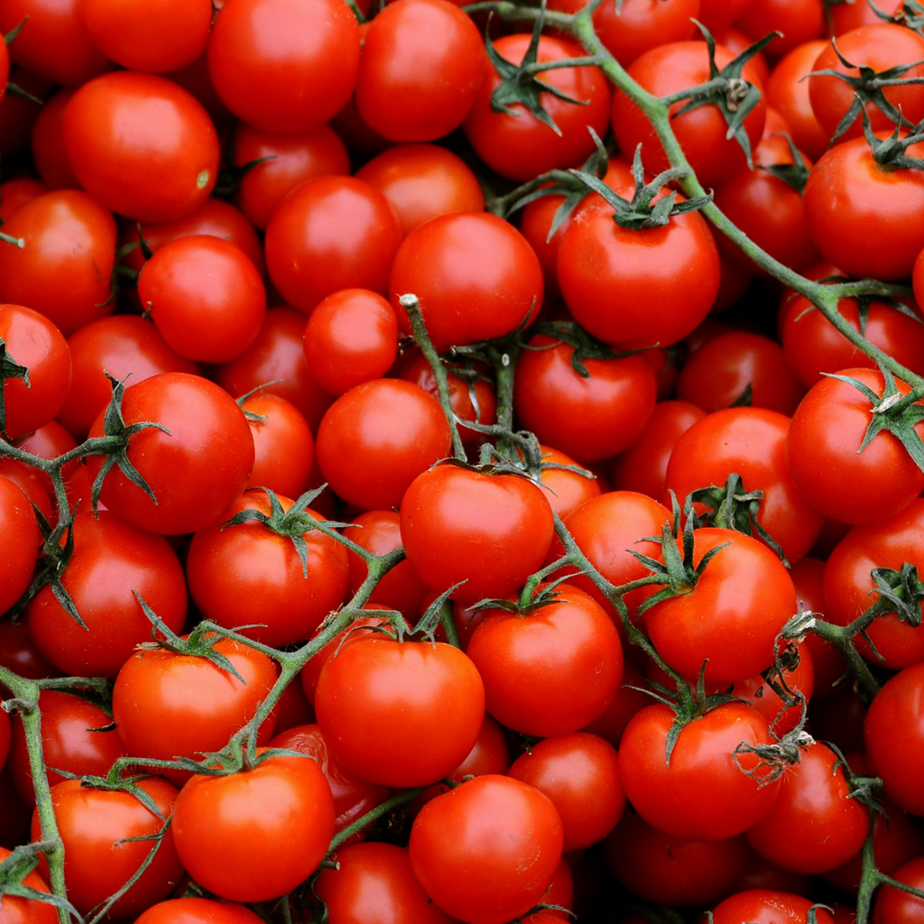 Tomate cerise 'Peacevine' (plant BIO)