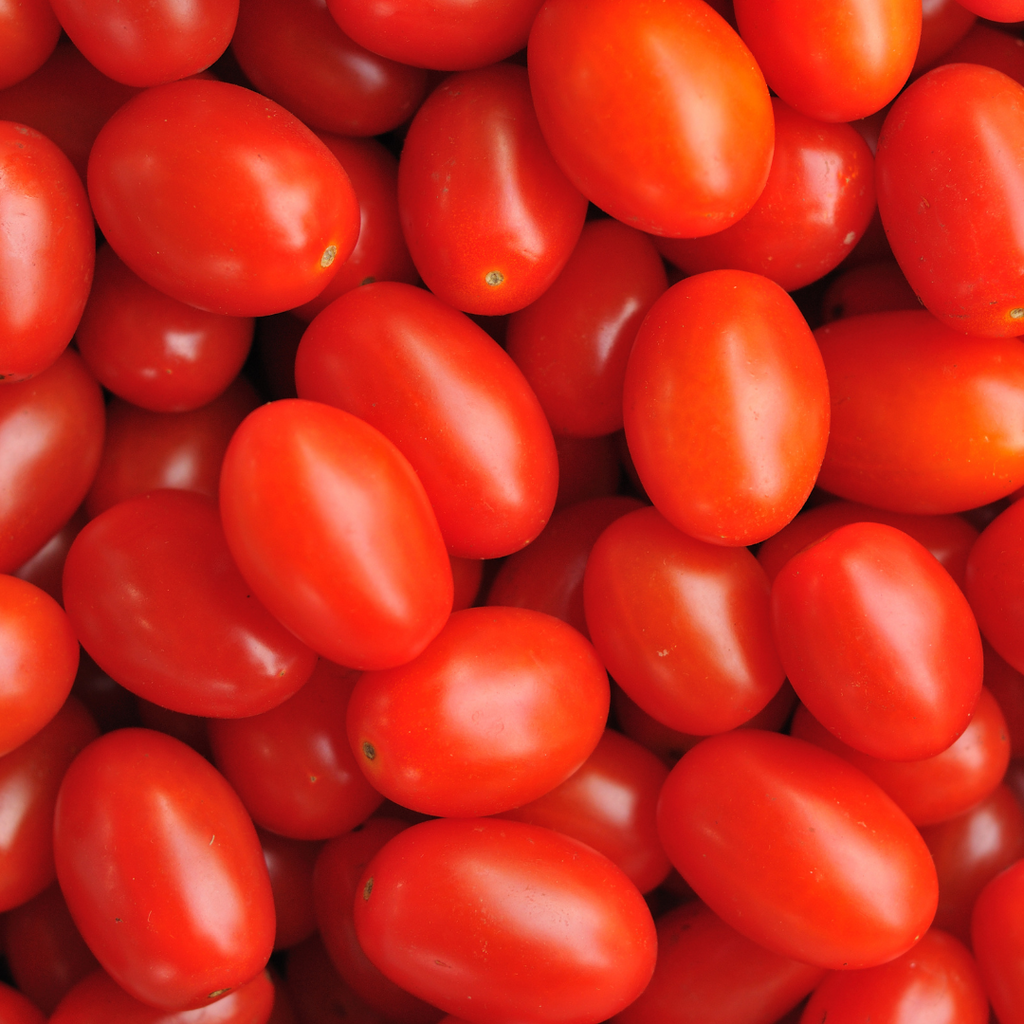 Tomate cerise raisin 'Red Pearl' (plant BIO)