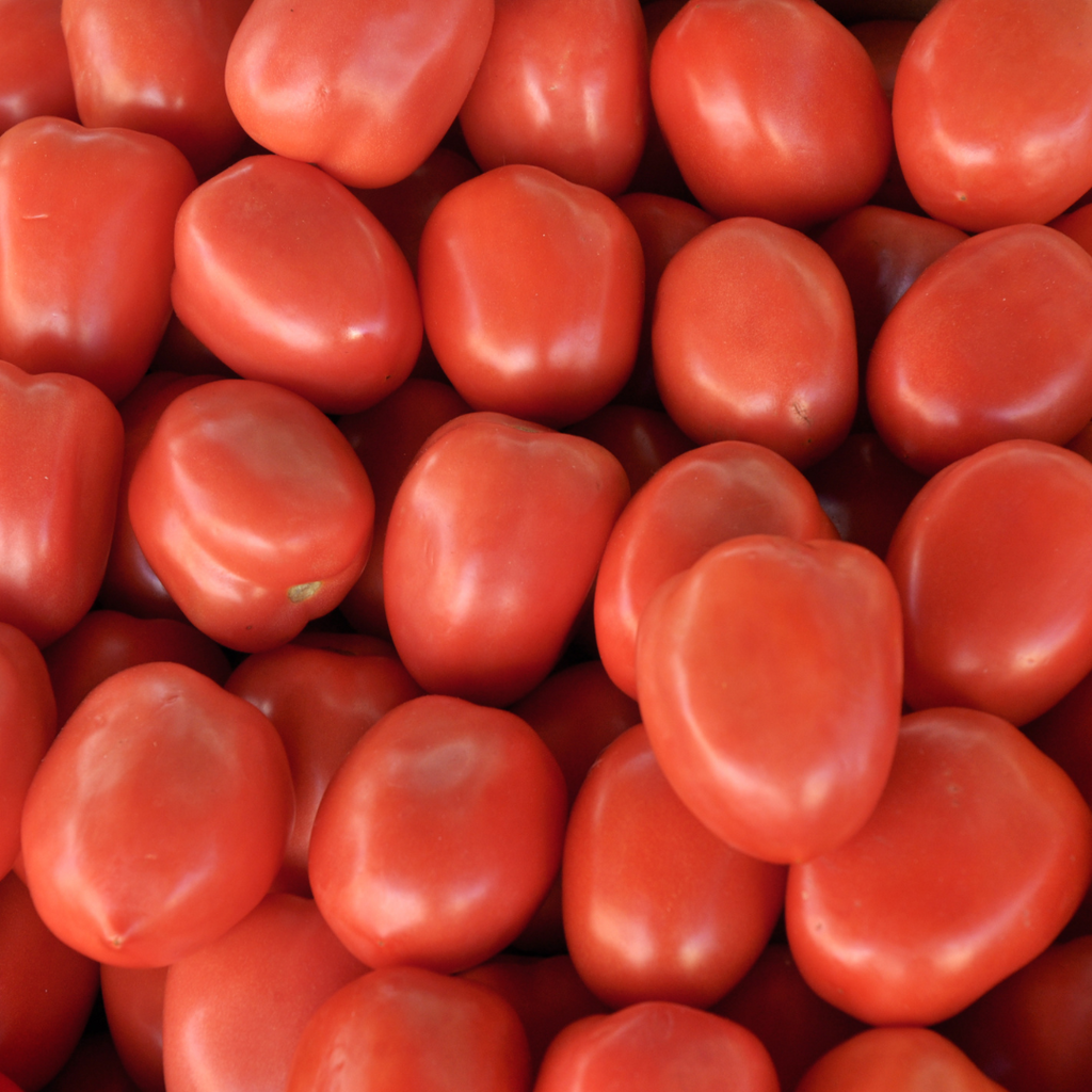 Tomate italienne 'Roma' (plant BIO)
