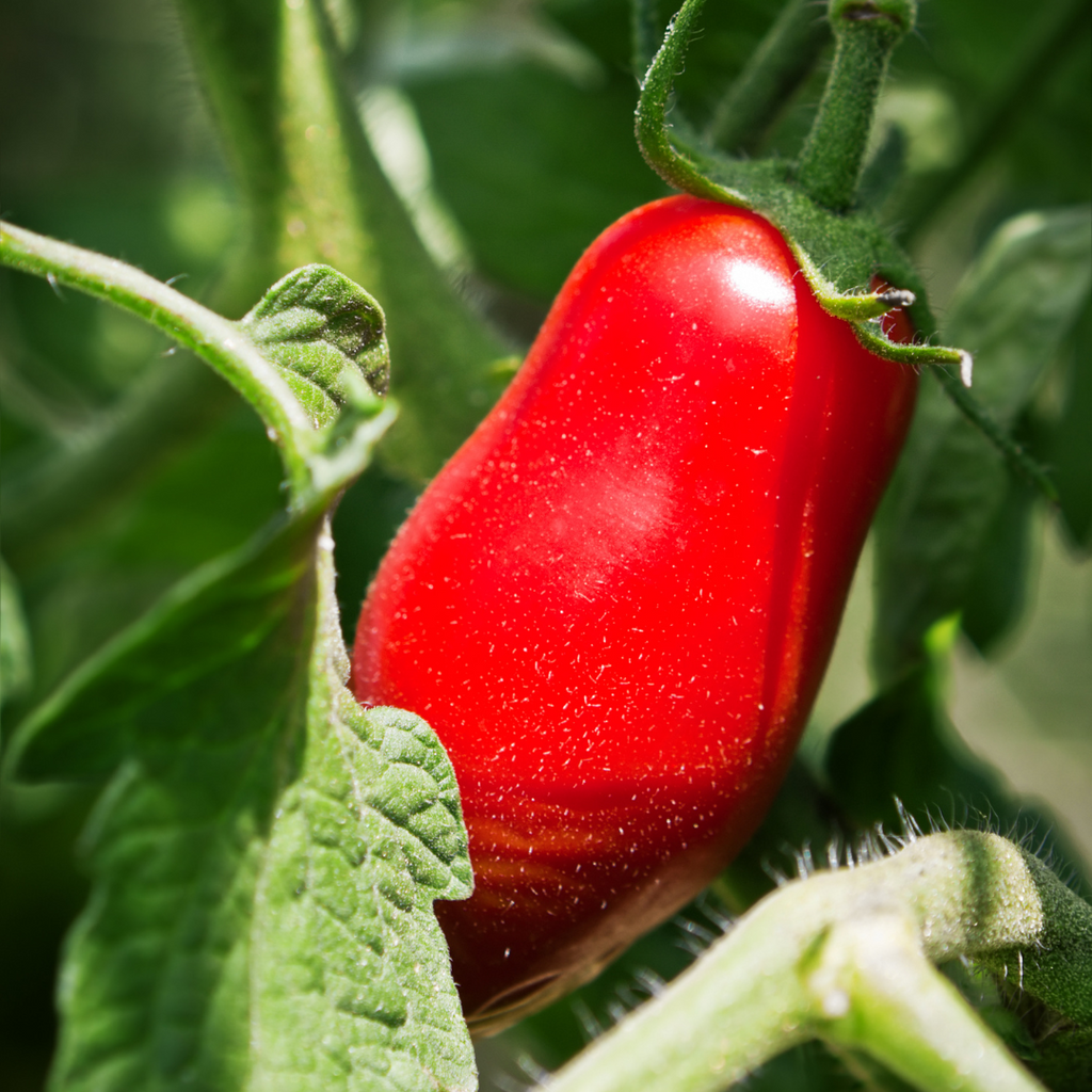 Tomate italienne 'San Marzano' (plant BIO)