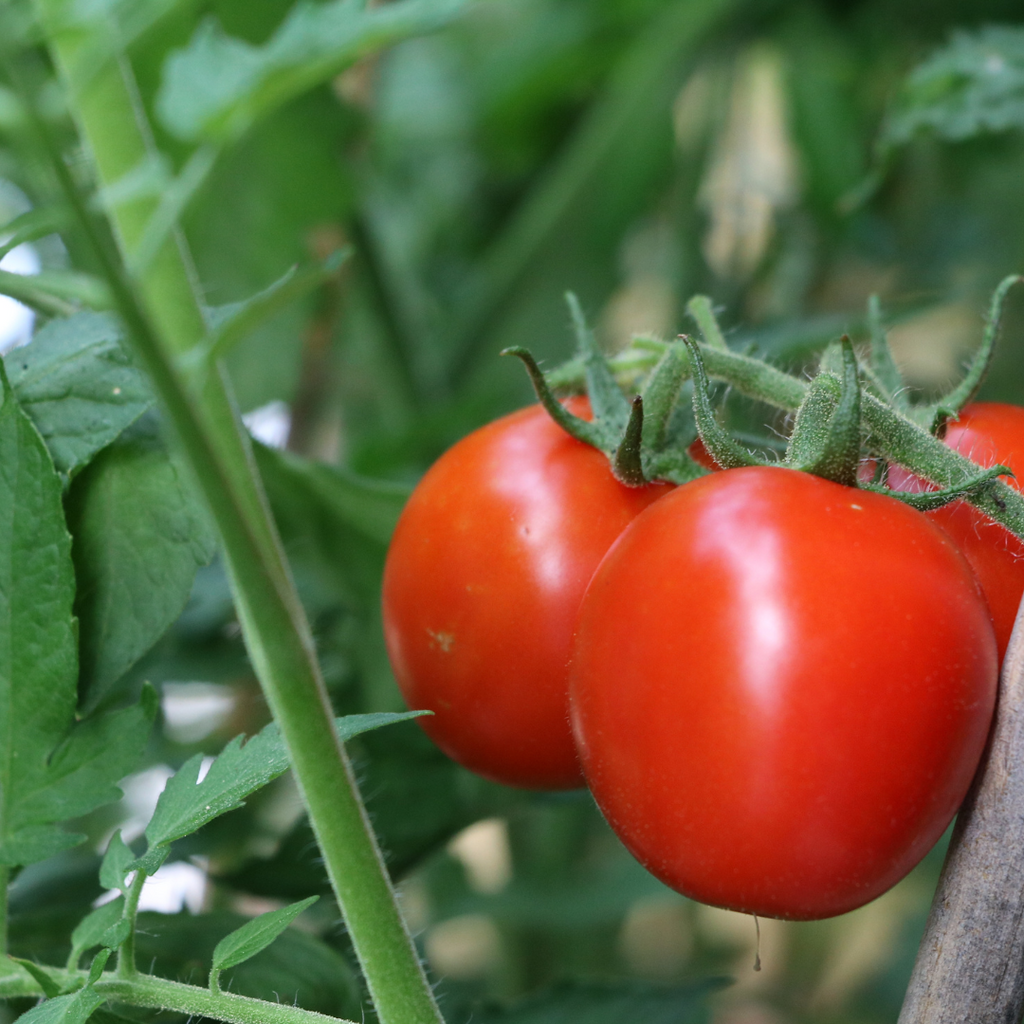 Tomate rouge 'Moskvich' (plant BIO)