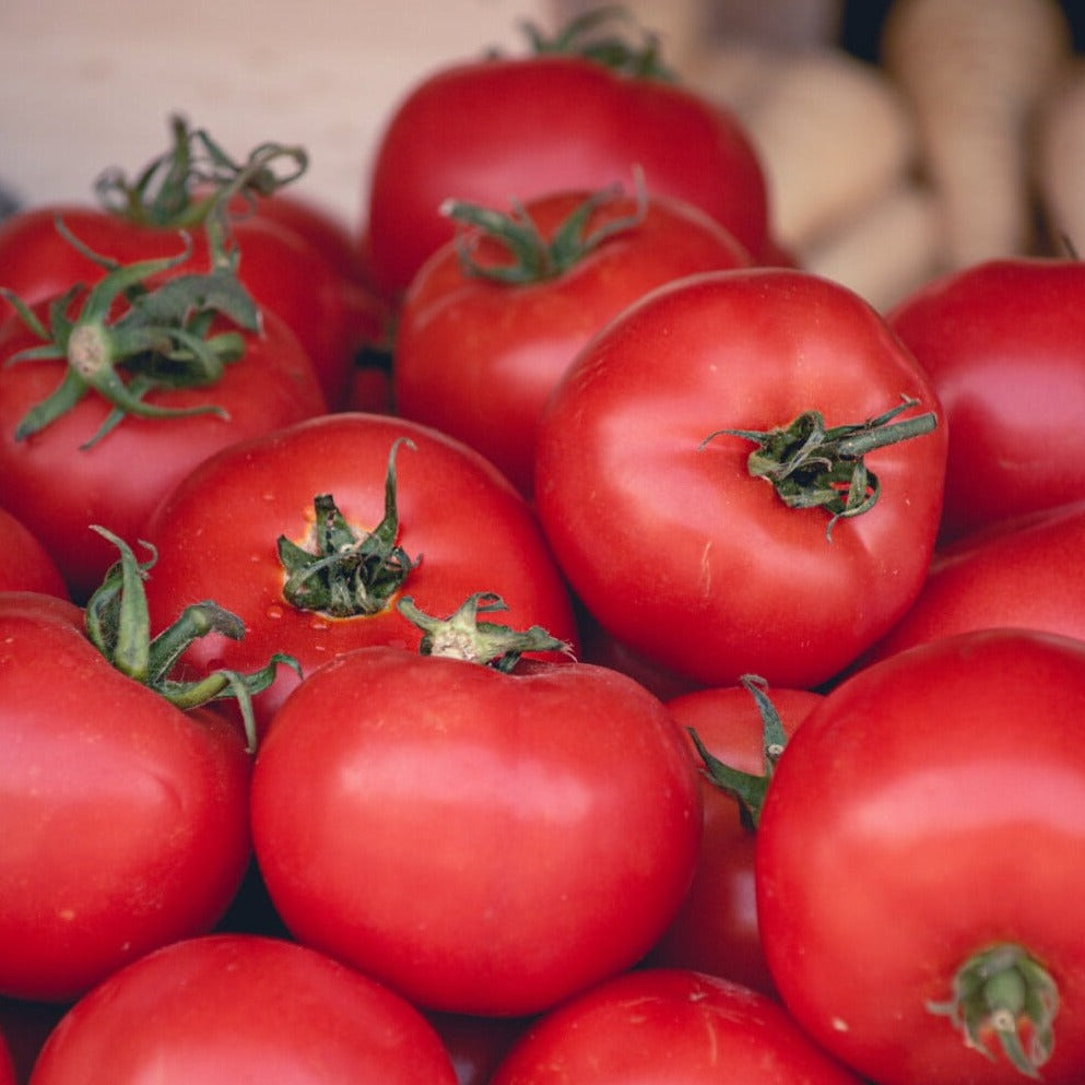 Tomate rouge Polbig (plant BIO)