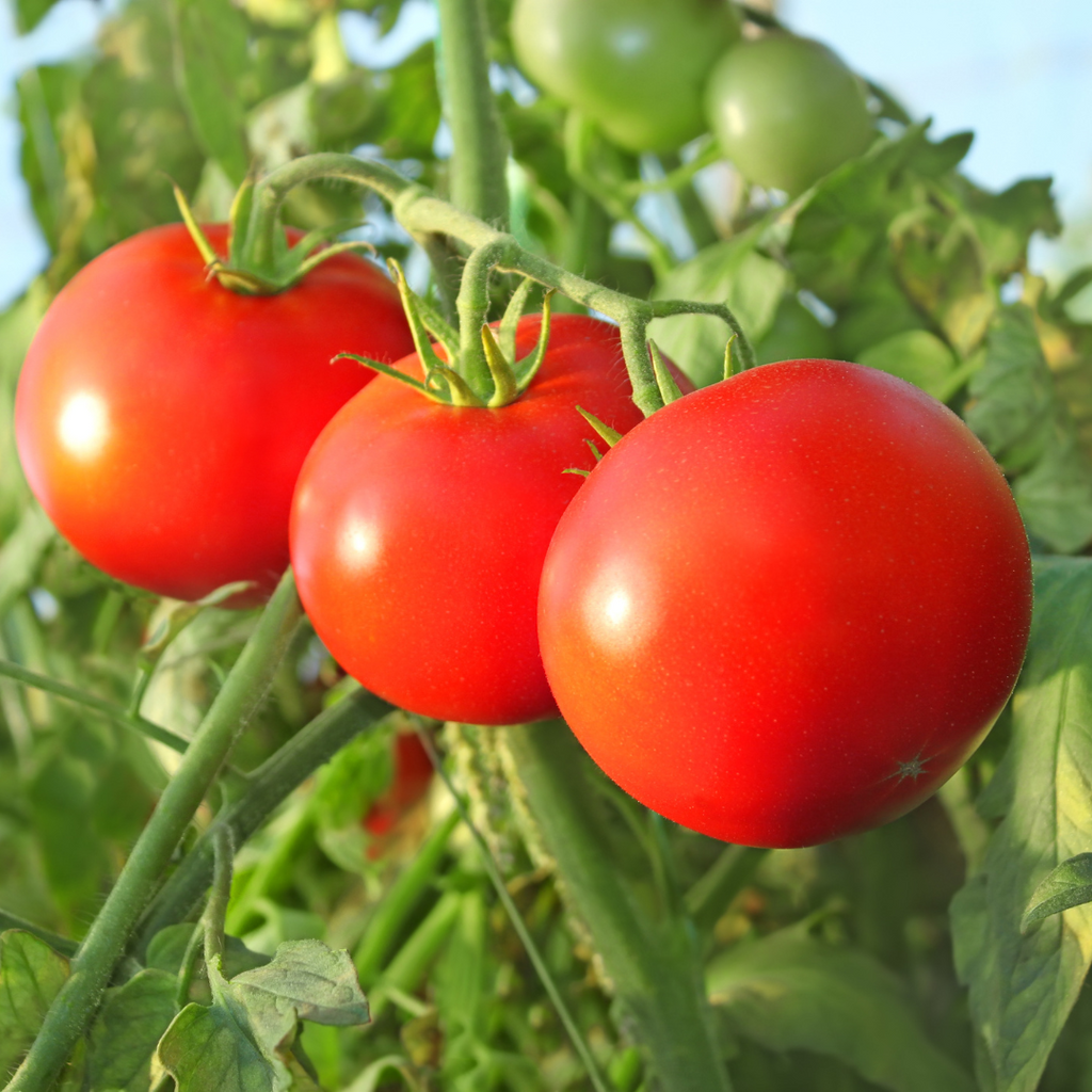 Tomate rouge 'Celebrity' (plant BIO)
