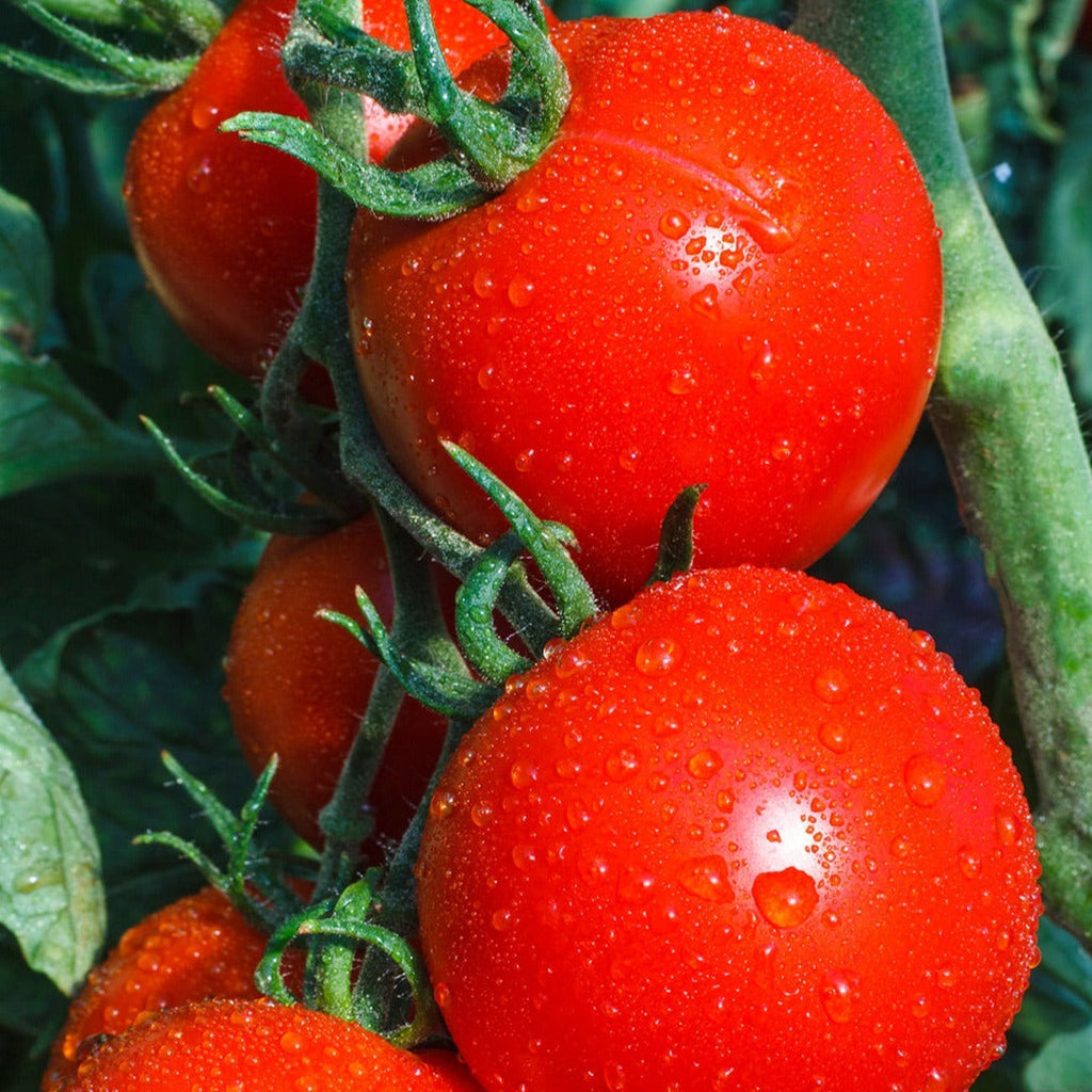Tomate rouge 'Mega Fantastique' (plant BIO)