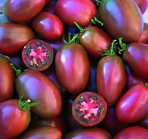 Tomate 'Ukrainian Purple' (plant BIO)