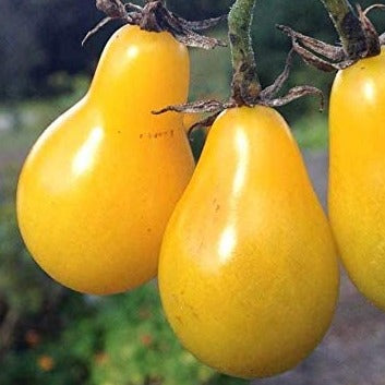 Tomate cerise 'Poire jaune' (plant BIO)