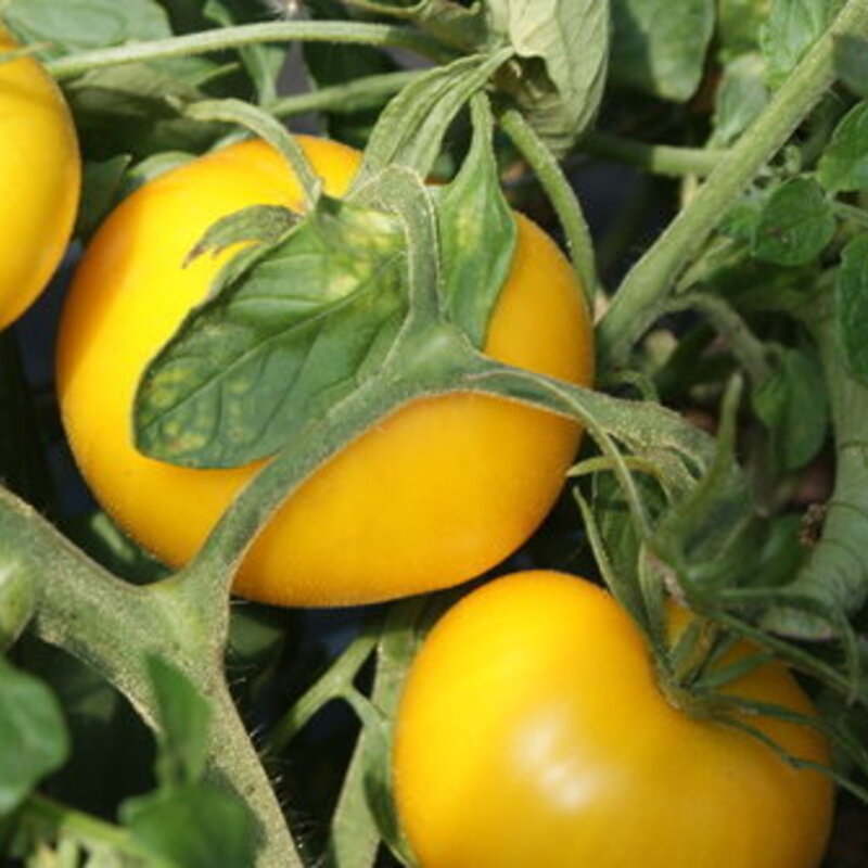 Tomate jaune 'Taxi' (plant BIO)