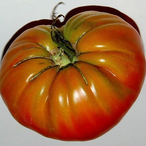 Tomate rouge 'Mémé de Beauce' (plant BIO)