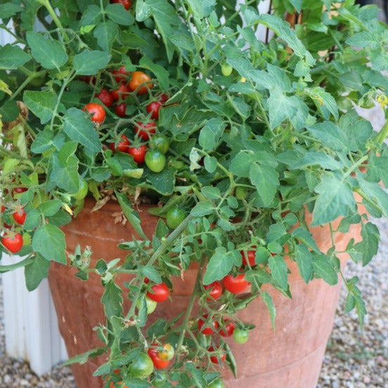 Tomate cerise rouge patio 'Tumbler' (plant BIO)