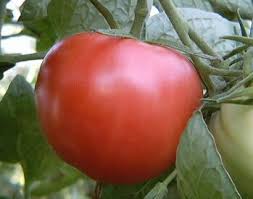 Tomate rose 'Savignac' (plant BIO)