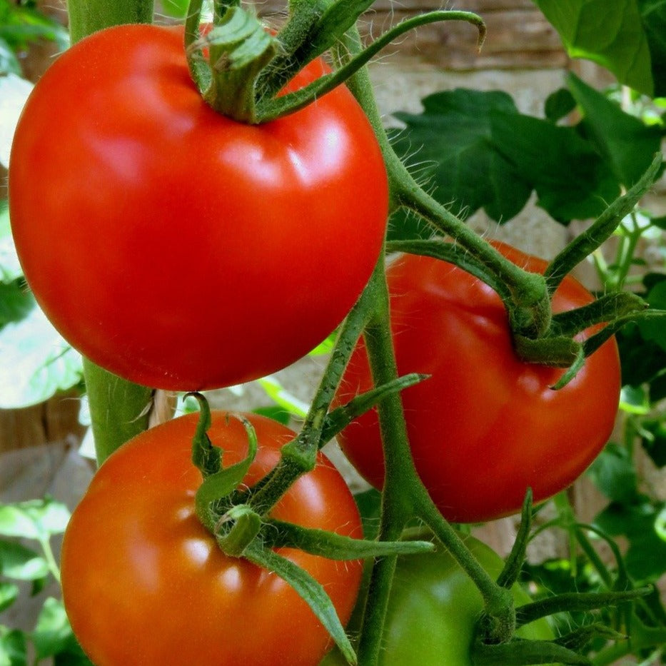 Tomate patio rouge 'Homeslice' (plant BIO)