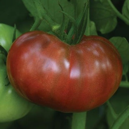 Tomate rouge foncé pourpre 'Cherokee Carbon' (plant BIO)