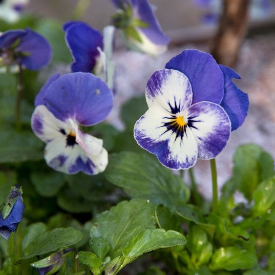 Pensée Viola 'Sorbet Delft Blue' (plant BIO)
